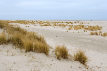 Fototapeta na wymiar Sanddüne am Strand von Juist, Ostfriesische Insel, Niedersachsen, Deutschland, Europa