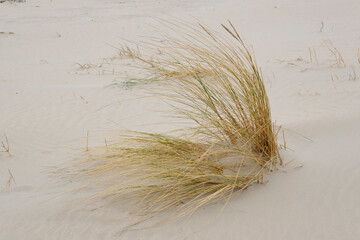 Strandhafer am Sandstrand, Juist, Ostfriesische Insel, Niedersachsen, Deutschland