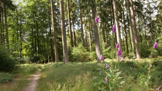 gimbal shot around a thimble plant in a Belgium forrest