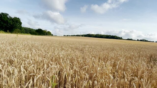 Rising shot of a wheat field in Suffolk, UK.