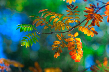 autumn leaves in the sun