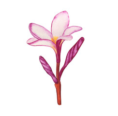 Pink frangipani flower watercolor hand drawn illustration on isolated background. Botanical image of an exotic plant
