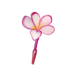 Pink frangipani flower watercolor hand drawn illustration on isolated background. Botanical image of an exotic plant