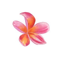 Pink frangipani flower watercolor hand drawn illustration on isolated background. Botanical image of an exotic plant