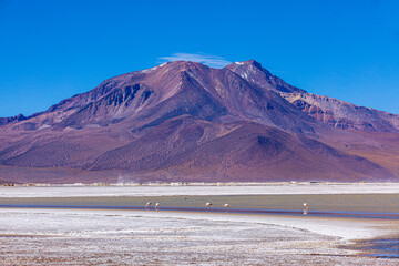 landscape with the white salt-flat and salt lake of Salar Surire with foraging Flamingo's and...