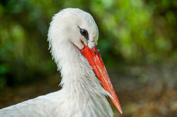 Zoo in Myslecinek quarter in Bydgoszcz, Kuyavian-Pomeranian Voivodeship, Poland.