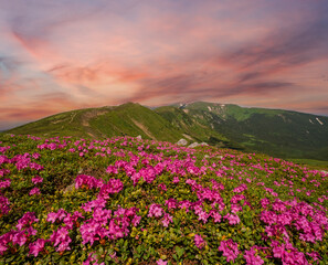 Fototapeta premium Blossoming slopes (rhododendron flowers ) of Carpathian mountains.
