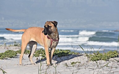 Close up of Boer Boel dog on the beach
