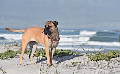 Fotobehang Close up of Boer Boel dog on the beach © lehmannw