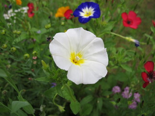 White Morning Glory in a flower meadow, Ipomoea