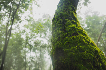 Fototapeta premium tree in the forest