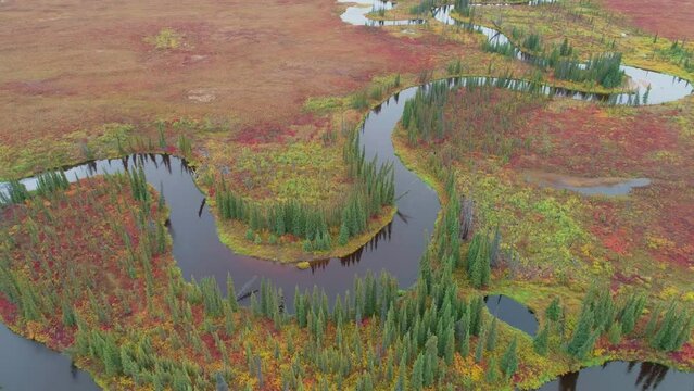 Slow backward drone flight over a tundra with trees and meandering river in autumn colours, Alaska
