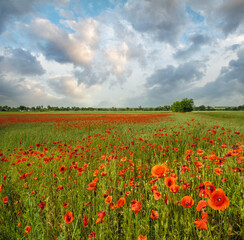 Fototapeta na wymiar Wheat field and red poppy flowers, Ukraine