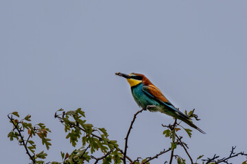Bienenfresser (Bee Eater)