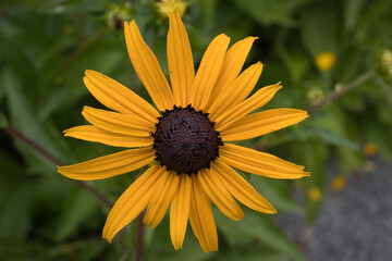 Blume, Blüte in Gelb, Naheinstellung