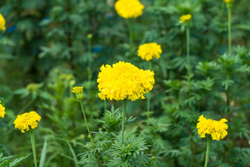 Beautiful marigold blooming Yellow flower in the garden.