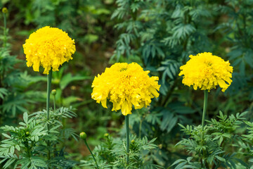 Beautiful marigold blooming Yellow flower in the garden.