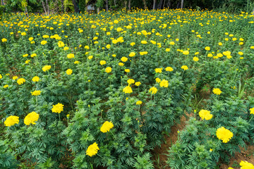 Beautiful marigold blooming Yellow flower in the garden.