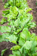 Beetroot in the garden, organic gardening and growing healthy food