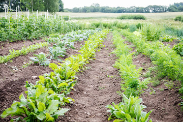 Cabbage, beets, carrots, peas and other plants in garden furrows. Growing healthy food. Organic homesteading.