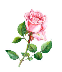Obraz premium Watercolor hand painted rose flower botanical illustration