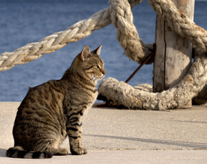 Obraz premium Port cat and rope on seafront in summer day