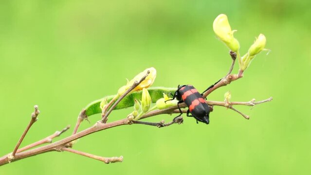 An insect like a beetle with a red motif coiled around its body is sucking honey.