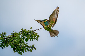 Fototapeta premium Bienenfresser (Bee Eater)