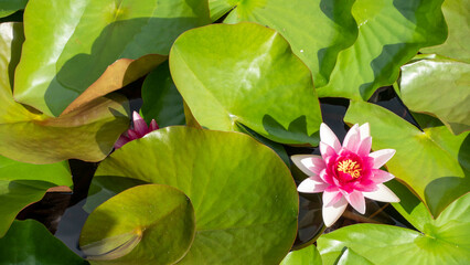 Beautiful water lilies on a sunny day