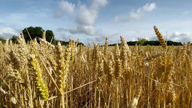 Wheat field blows gently in the wind on a summers morning.