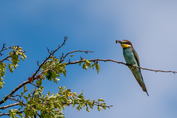 Bienenfresser (Bee Eater)