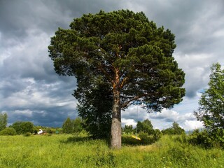 Fototapeta na wymiar tall tree on a background of blue sky and clouds in summer time, alexandrov town, russia