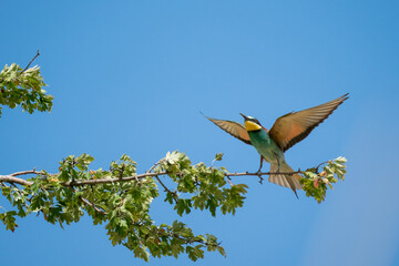Bienenfresser (Bee Eater)