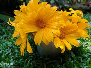 Obraz premium Colorful Sunflowers at the morning