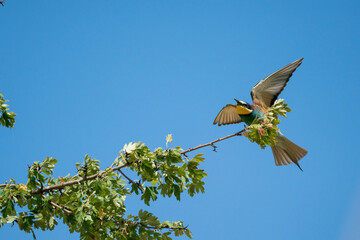 Bienenfresser (Bee Eater)