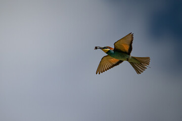 Bienenfresser (Bee Eater)