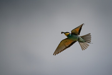 Bienenfresser (Bee Eater)