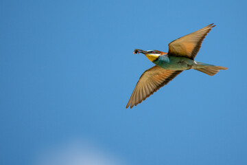 Bienenfresser (Bee Eater)
