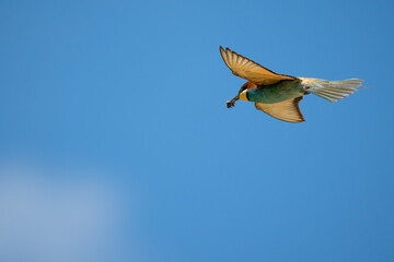 Bienenfresser (Bee Eater)