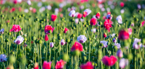Banner Waldviertler Graumohn e.U. auf dem Feld zur Zeit der Mohnblüte im Juli, Niederösterreich, Armschlag