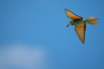 Bienenfresser (Bee Eater)