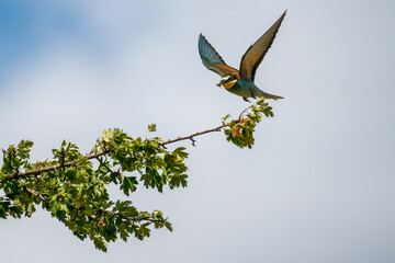 Bienenfresser (Bee Eater)
