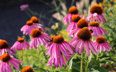 Echinacea flowers for alternative medicine