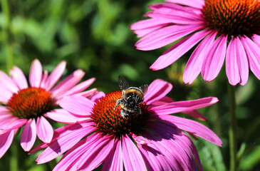 Echinacea flowers for alternative medicine