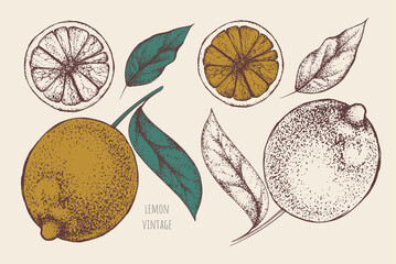 Vector set with several vintage whole lemons, round citrus slices on pale beige background. One green leaf on sprig. Decorative hand drawn fruits for juice, smoothies, sweet drinks packaging design.