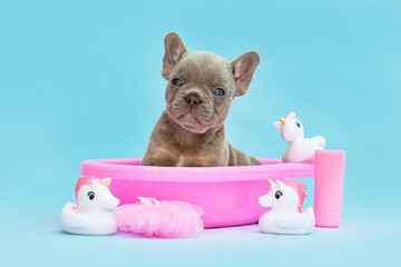 Isabella French Bulldog dog puppy in pink bathtub with rubber ducks on blue background