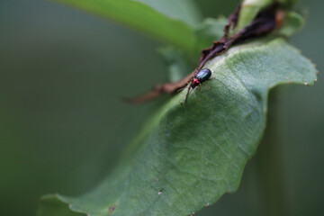 ant on leaf. Crepidodera nitidula a small black beetle with a red head on a leaf