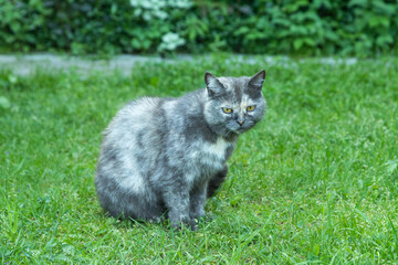 Naklejka na ściany i meble gray spotted cat with green eyes sits in the bushes and watches