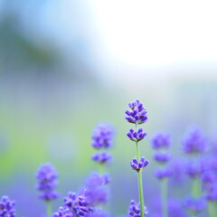 Obraz premium 北海道の夏風景 富良野ラベンダー