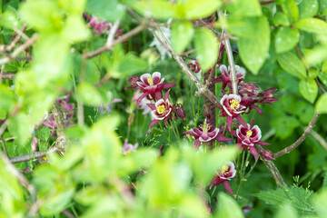 Beautiful columbine or aquilegia pink flowers. close up